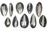 Lot: Polished Orthoceras Fossils (-) - Pieces #80743-1